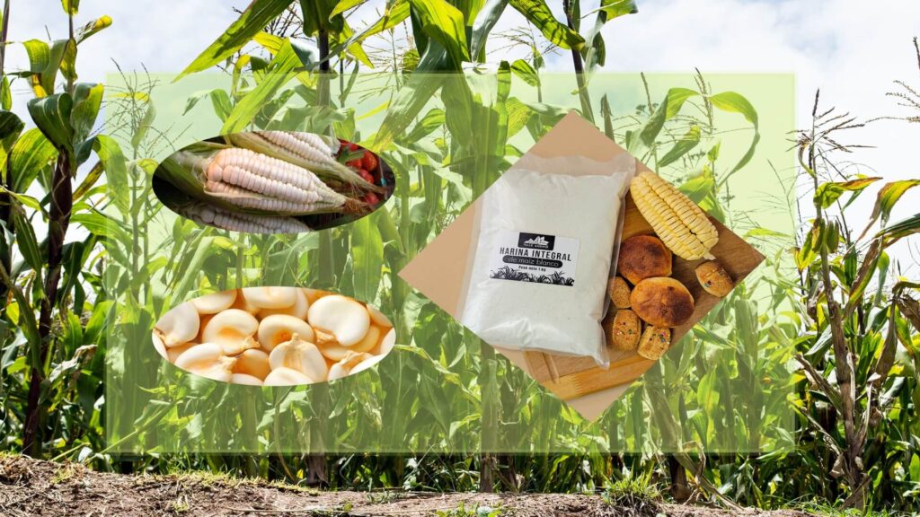 🌽 Maíz blanco del Valle Sagrado: Usos ancestrales y su valor en el mundo 2025