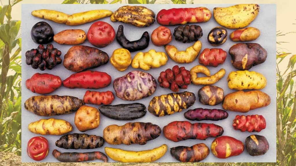 🥔 Papas de Cusco – Peru: Variedades andinas que enriquecen la gastronomía peruana